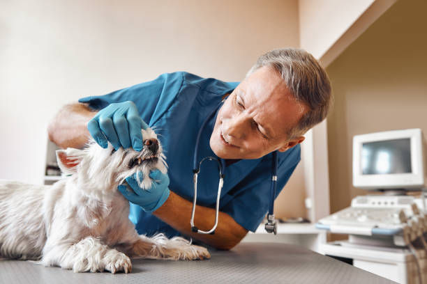 Best Walk-In Emergency Dental Services in Auburn, KS